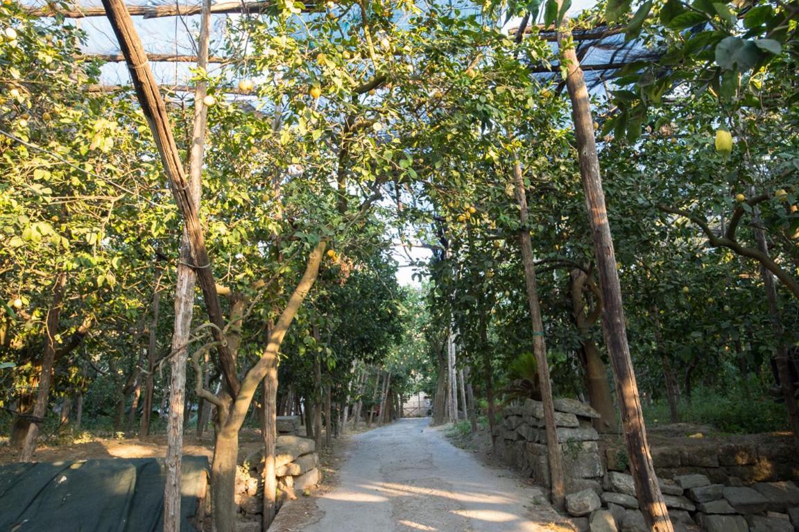 סורנטו Casa Carolina B&B מראה חיצוני תמונה